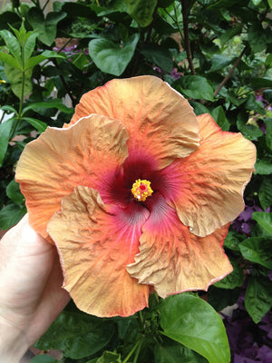 Houseplant Mix #2 (Tropicals) - (Coco Coir, Orchiata, Perlite, Worm Castings & Biochar) - moisture-retentive, peat-replacement terrestrial mix