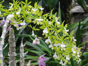 Tezula Chunky Airy Orchid/Aroid Mix #5 - (Tree Fern, Coco Husk, Orchiata, Sphagnum Moss, Perlite, Biochar, Charcoal)