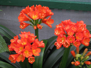 Forest Floor Mix #6 (Coco Coir, Coco Husk, Perlite, Lava Rock, Charcoal, Biochar, Worm Castings)