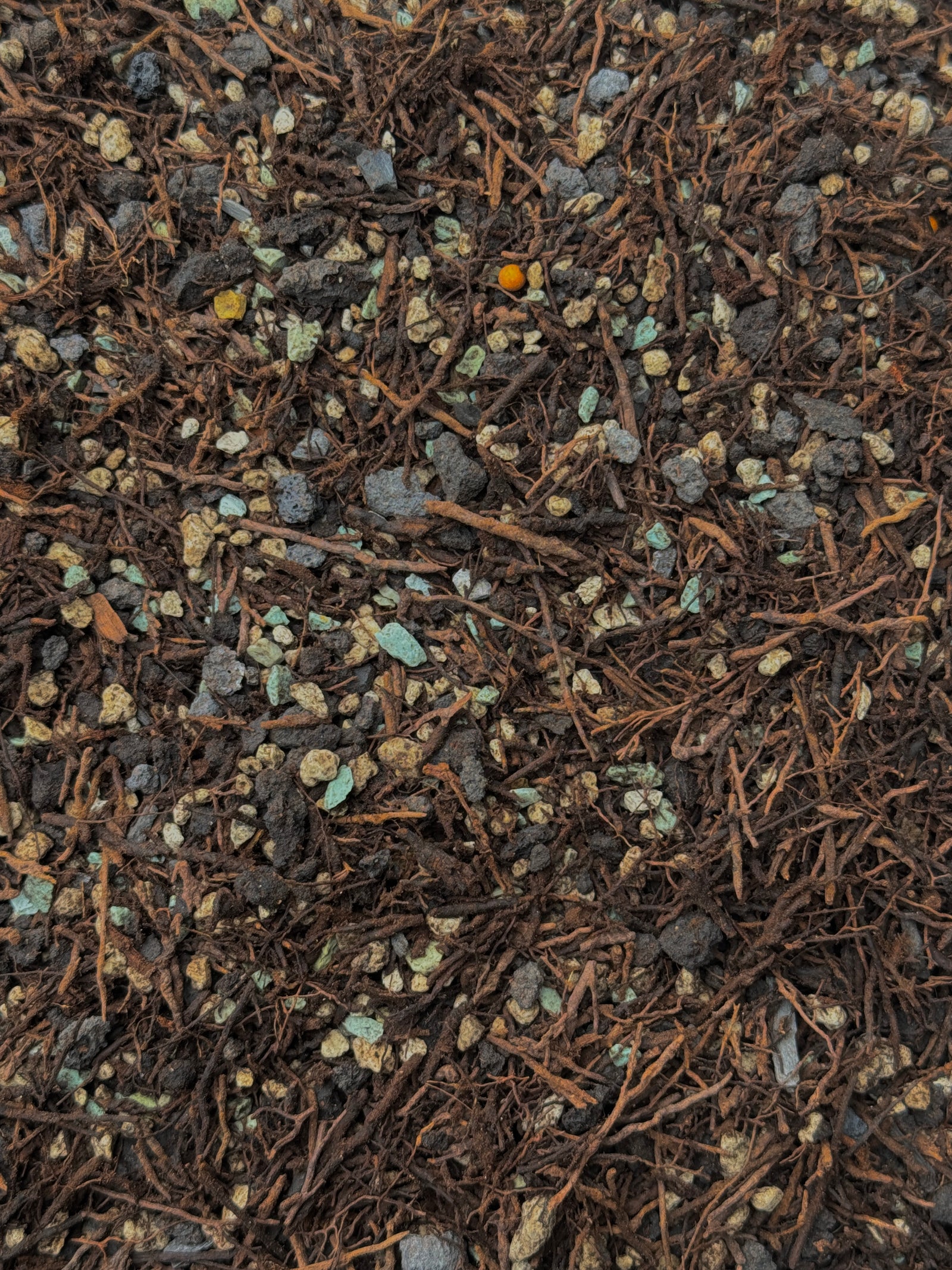 Lechuza Pon and Tree Fern Mix #9 (Tree Fern, Lechuza Blackstone Pon) (Lizzie's Mix)