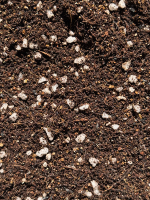 African Violet (Gesneriad) Mix #100 - Peat Free (Tree Fern, Coco Coir, Perlite, Vermiculite, Worm Castings, Biochar)