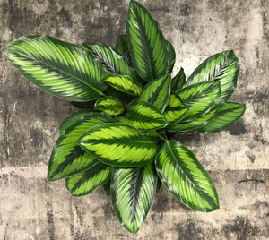 Houseplant Mix #2 (Tropicals) - (Coco Coir, Orchiata, Perlite, Worm Castings & Biochar) - moisture-retentive, peat-replacement terrestrial mix