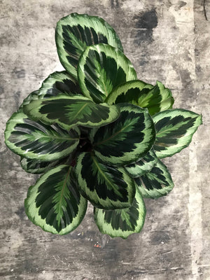 Houseplant Mix #2 (Tropicals) - (Coco Coir, Orchiata, Perlite, Worm Castings & Biochar) - moisture-retentive, peat-replacement terrestrial mix