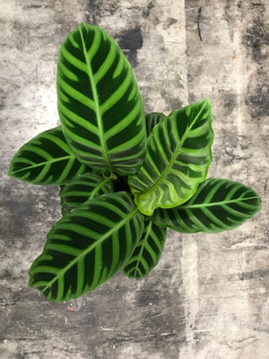 Houseplant Mix #2 (Tropicals) - (Coco Coir, Orchiata, Perlite, Worm Castings & Biochar) - moisture-retentive, peat-replacement terrestrial mix