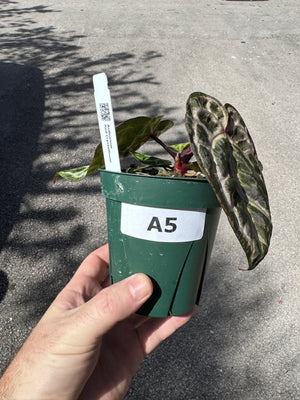 Anthurium Red Crystallinum 5" Pot - A5