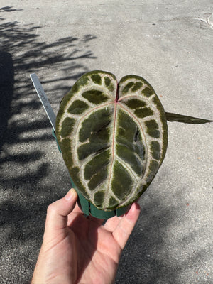 Anthurium Red Crystallinum 5" Pot - A5