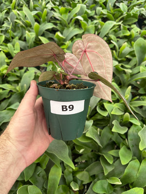 Anthurium Red Crystallinum 5" Pot - B9