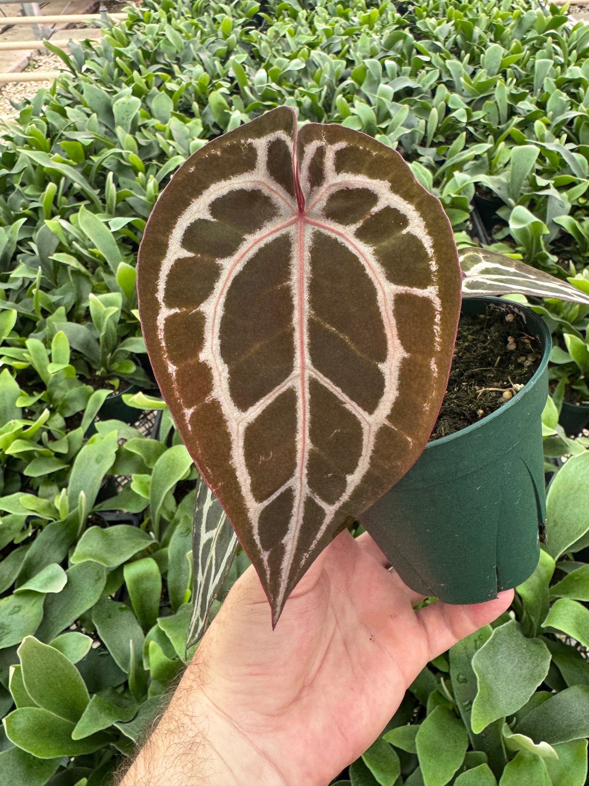 Anthurium Red Crystallinum 5" Pot - B9