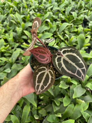 Anthurium Red Crystallinum 5" Pot - B9