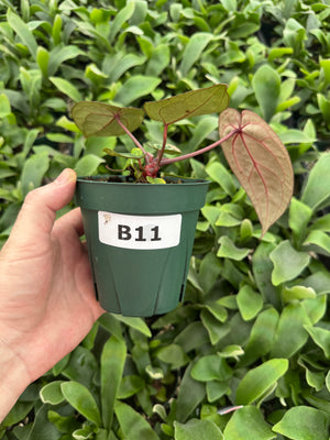 Anthurium Red Crystallinum 5" Pot - B11