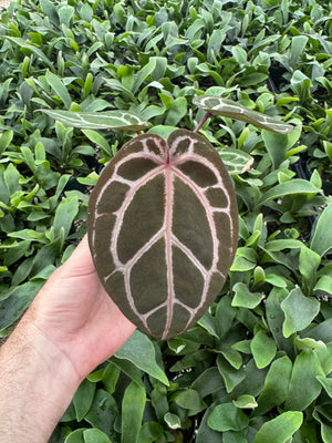 Anthurium Red Crystallinum 5" Pot - B11