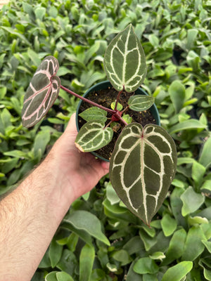 Anthurium Red Crystallinum 5" Pot - B11