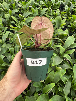 Anthurium Red Crystallinum 5" Pot - B12