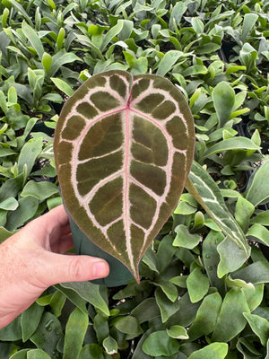 Anthurium Red Crystallinum 5" Pot - B12