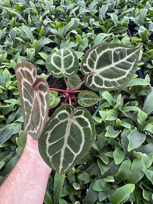 Anthurium Red Crystallinum 5" Pot - B12