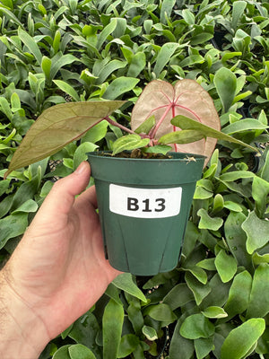 Anthurium Red Crystallinum 5" Pot - B13