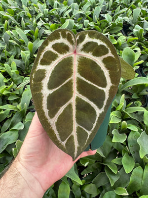 Anthurium Red Crystallinum 5" Pot - B13