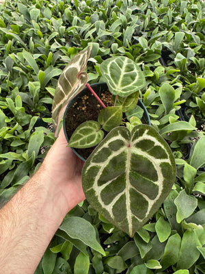 Anthurium Red Crystallinum 5" Pot - B13