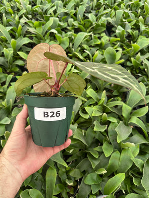 Anthurium Red Crystallinum 5" Pot - B26