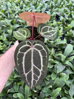 Anthurium Red Crystallinum 5" Pot - B26