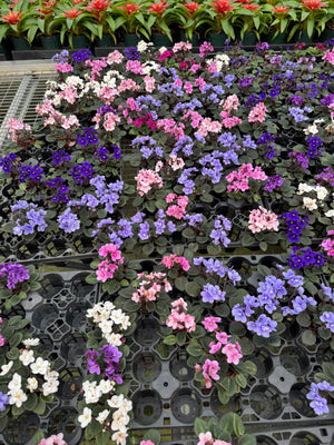 African Violet (Gesneriad) Mix #100 - Peat Free (Tree Fern, Coco Coir, Perlite, Vermiculite, Worm Castings, Biochar)
