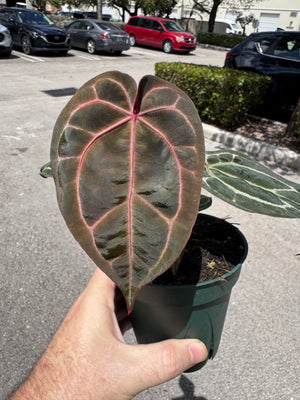 Anthurium Red Crystallinum 5" Pot - EJ26 (NEW CROP)