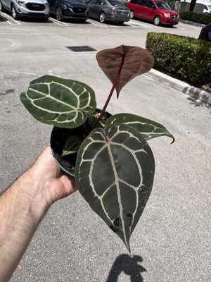 Anthurium Red Crystallinum 5" Pot - EJ26 (NEW CROP)