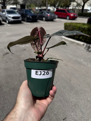 Anthurium Red Crystallinum 5" Pot - EJ26 (NEW CROP)