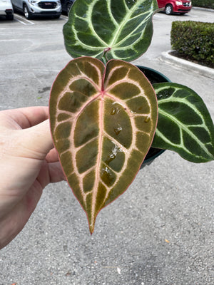 Anthurium Red Crystallinum 5" Pot - EJ28 (NEW CROP)
