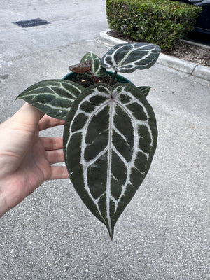 Anthurium Red Crystallinum 5" Pot - EJ29 (NEW CROP)