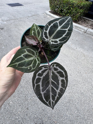 Anthurium Red Crystallinum 5" Pot - EJ29 (NEW CROP)