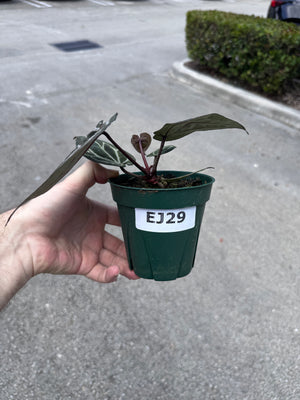 Anthurium Red Crystallinum 5" Pot - EJ29 (NEW CROP)