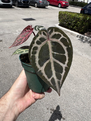 Anthurium Red Crystallinum 5" Pot - EJ30 (NEW CROP)
