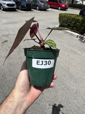 Anthurium Red Crystallinum 5" Pot - EJ30 (NEW CROP)