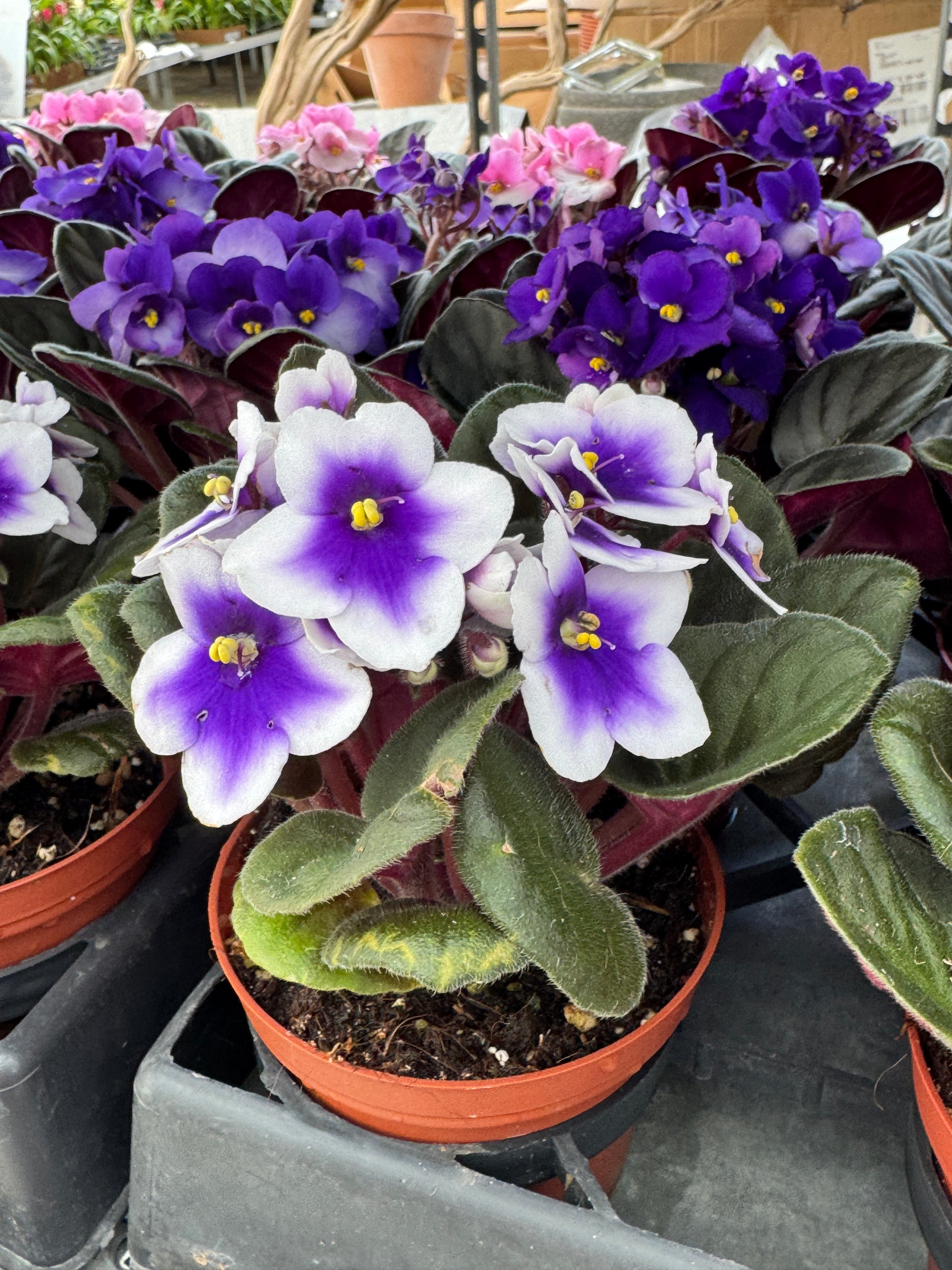 african violet potting mix near me African Violet (Gesneriad) Mix #100 - Peat Free (Tree Fern, Coco Coir,