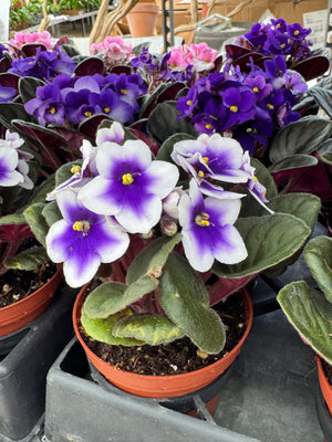 African Violet (Gesneriad) Mix #100 - Peat Free (Tree Fern, Coco Coir, Perlite, Vermiculite, Worm Castings, Biochar)