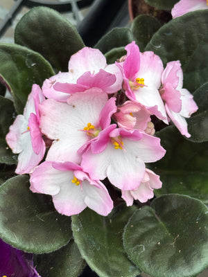 African Violet (Gesneriad) Mix #100 - Peat Free (Tree Fern, Coco Coir, Perlite, Vermiculite, Worm Castings, Biochar)