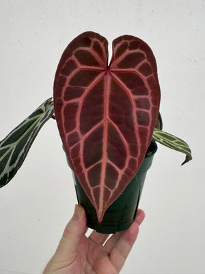 Anthurium Red Crystallinum 5" Pot - A1 (NEW CROP)