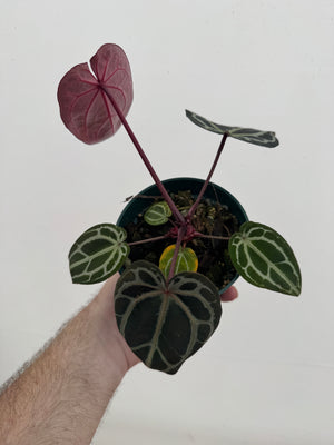Anthurium Red Crystallinum 5" Pot - A1 (NEW CROP)