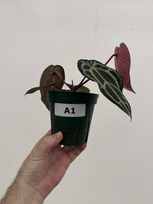 Anthurium Red Crystallinum 5" Pot - A1 (NEW CROP)
