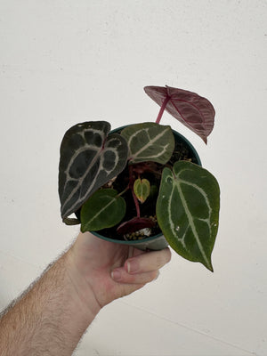 Anthurium Red Crystallinum 5" Pot - A2 (NEW CROP)