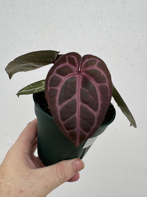 Anthurium Red Crystallinum 5" Pot - A3 (NEW CROP)
