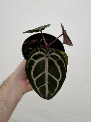 Anthurium Red Crystallinum 5" Pot - A3 (NEW CROP)