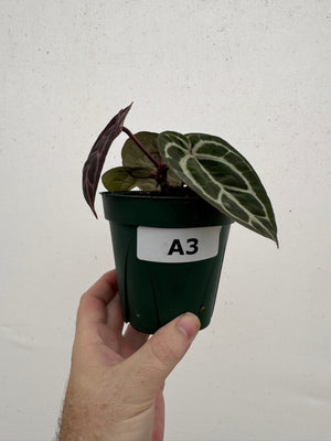 Anthurium Red Crystallinum 5" Pot - A3 (NEW CROP)