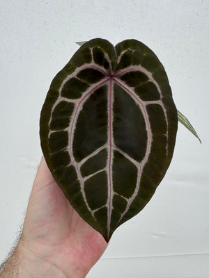 Anthurium Red Crystallinum 5" Pot - A4 (NEW CROP)