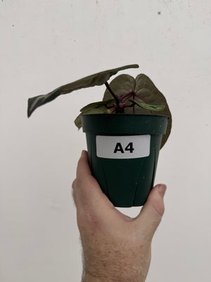 Anthurium Red Crystallinum 5" Pot - A4 (NEW CROP)