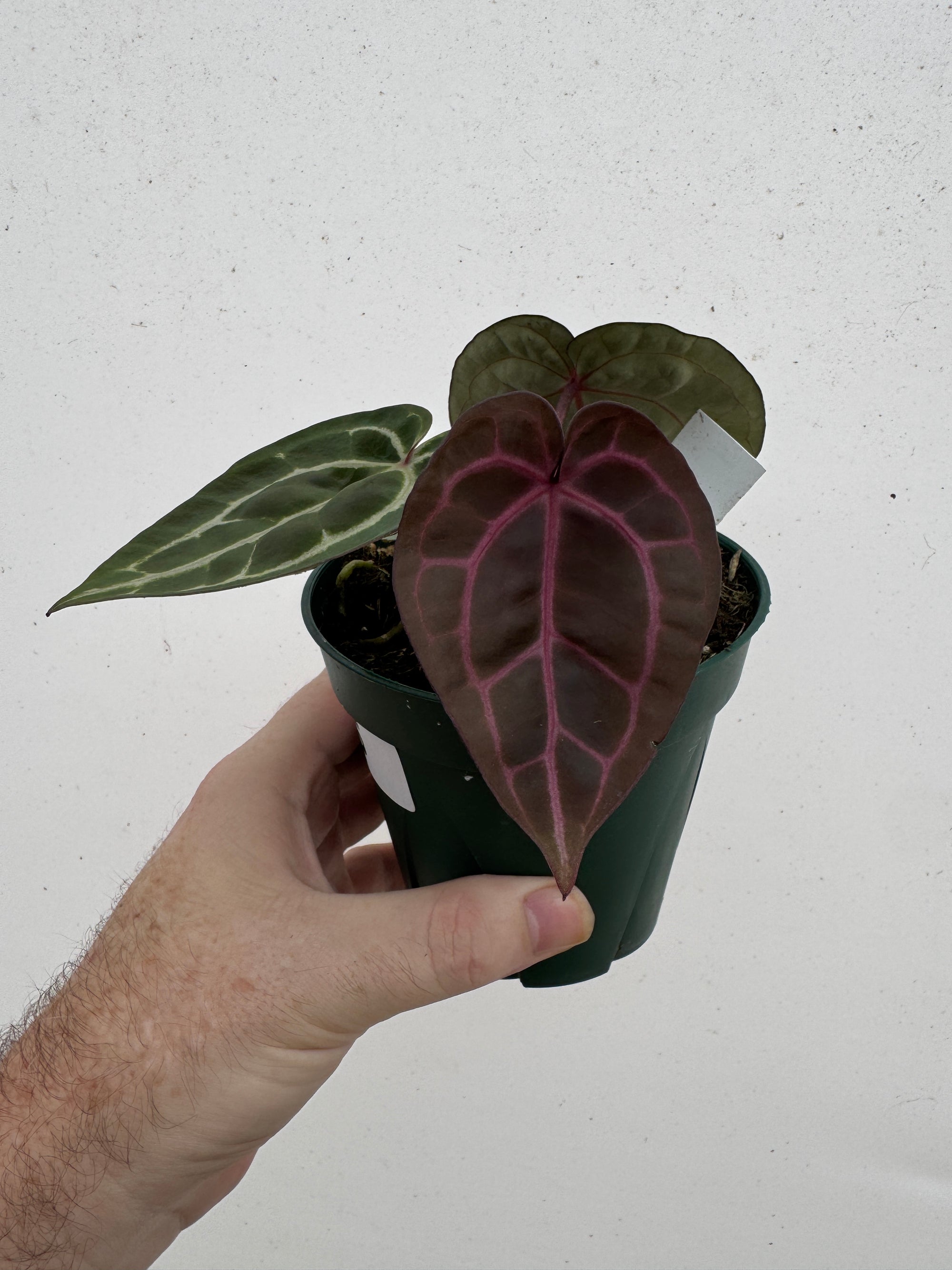 Anthurium Red Crystallinum 5" Pot - A5 (NEW CROP)