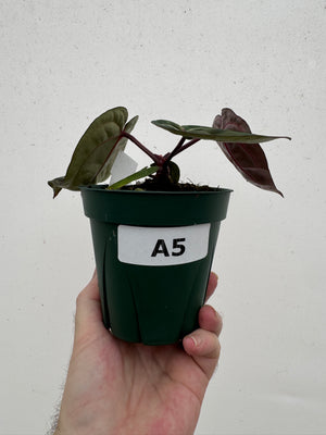 Anthurium Red Crystallinum 5" Pot - A5 (NEW CROP)