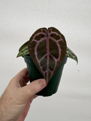 Anthurium Red Crystallinum 5" Pot - A7 (NEW CROP)