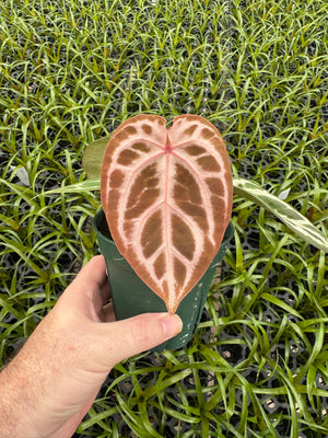 Anthurium Red Crystallinum 5" Pot - A12 (NEW CROP)